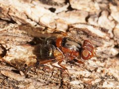 Lamprogaster relucens