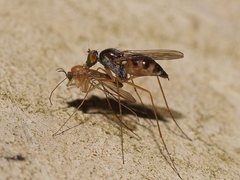 Arachnomyia cuprea