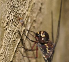 Arachnomyia cuprea