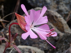 Clarkia breweri