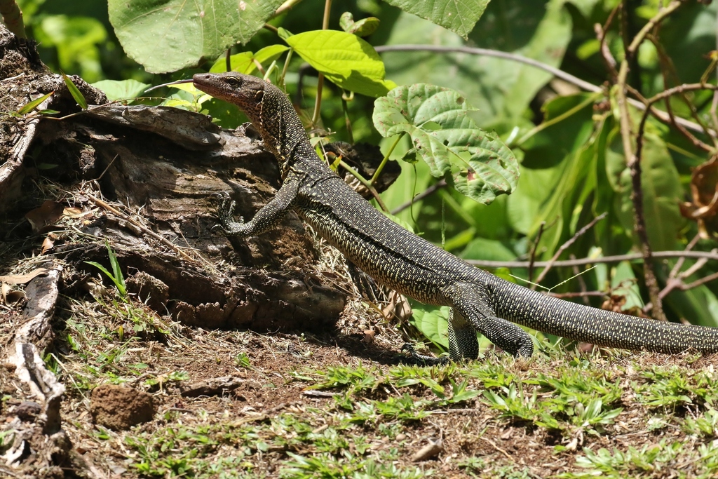 Bennett's Long-Tailed Monitor