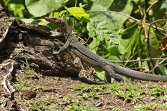 Varanus bennetti