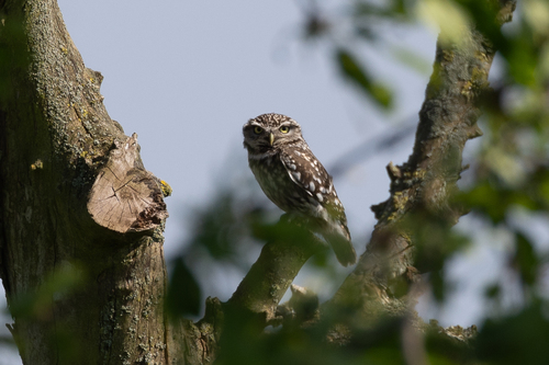 View observation of {o.common_name} on iNaturalist