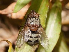 Zebromyia ornata