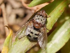 Zebromyia ornata