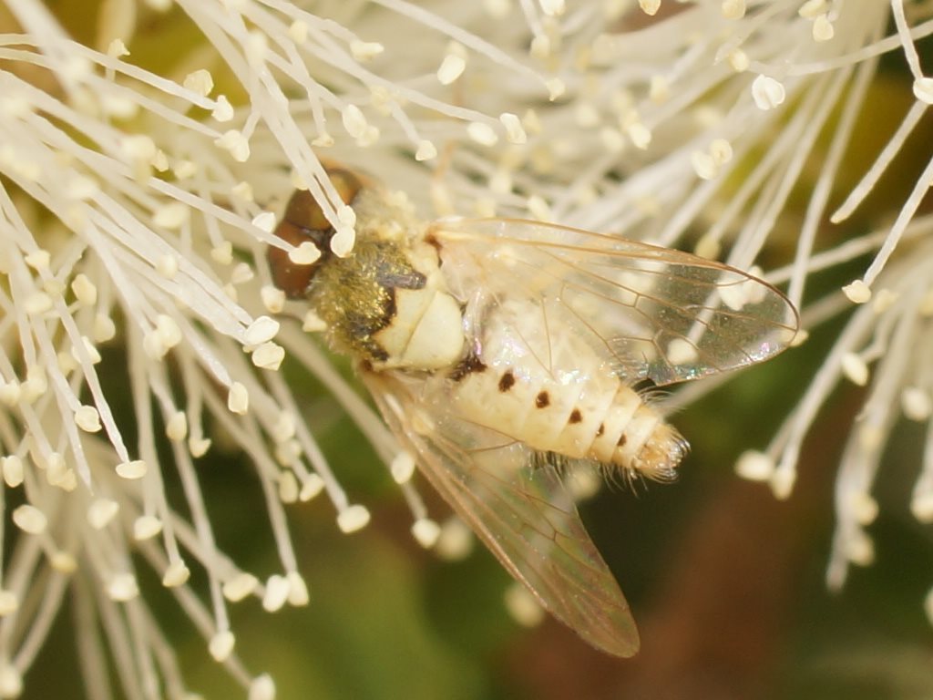 Pygocona