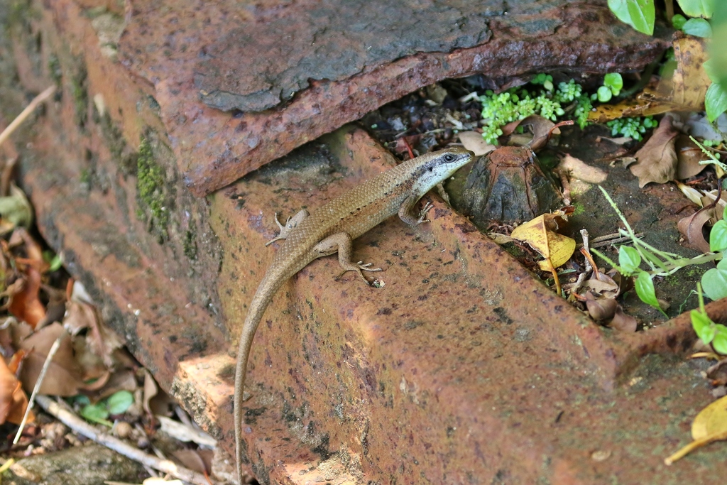 Palau Sun Skink