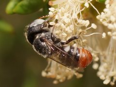 Megachile semicandens