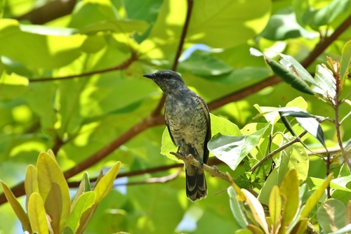 Edolisoma monacha