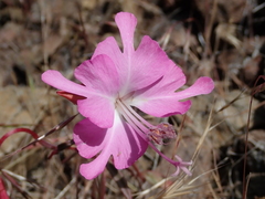 Clarkia breweri