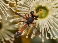 Physocephala australiana