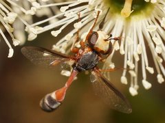 Physocephala australiana