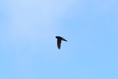 Aerodramus pelewensis