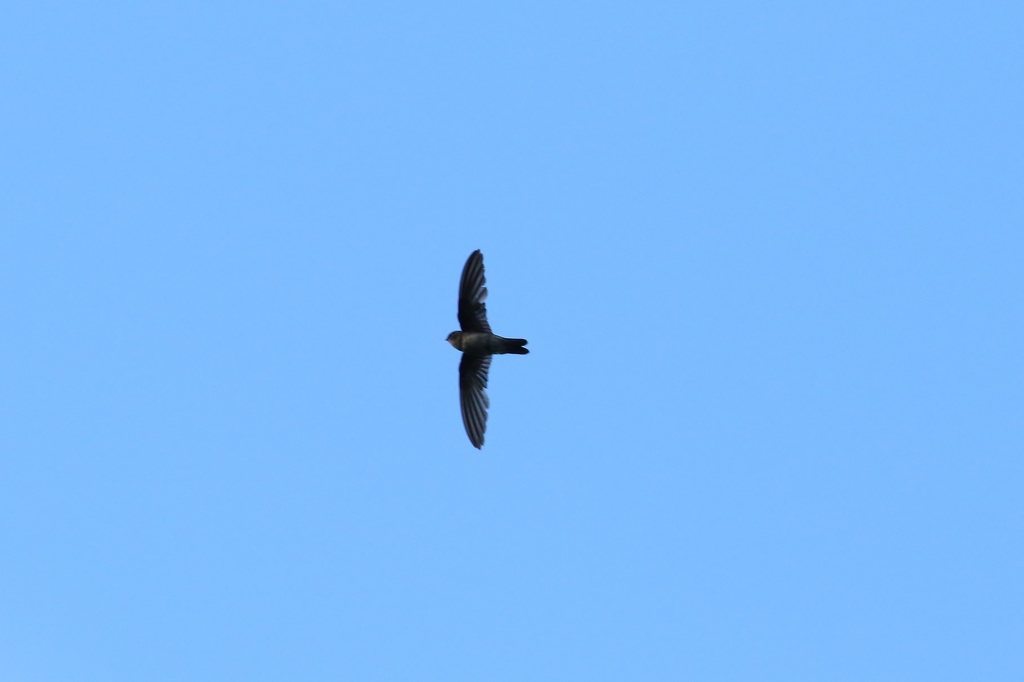 Palau Swiftlet photo