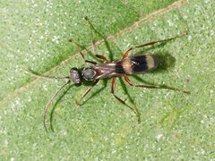 Sphictostethus gadali