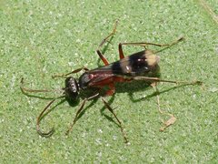 Sphictostethus gadali