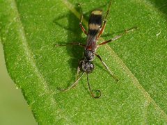 Sphictostethus gadali