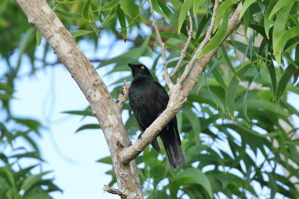 Micronesian Starling