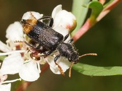 Phlogistus chrysurus