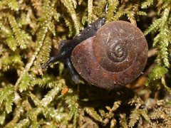 Austrochloritis kosciuszkoensis
