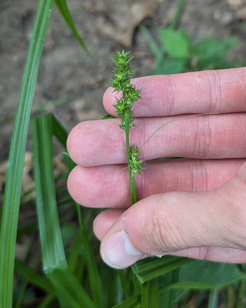 Soft Fox Sedge from Indiana Dunes State Park, Porter County, Indiana on ...