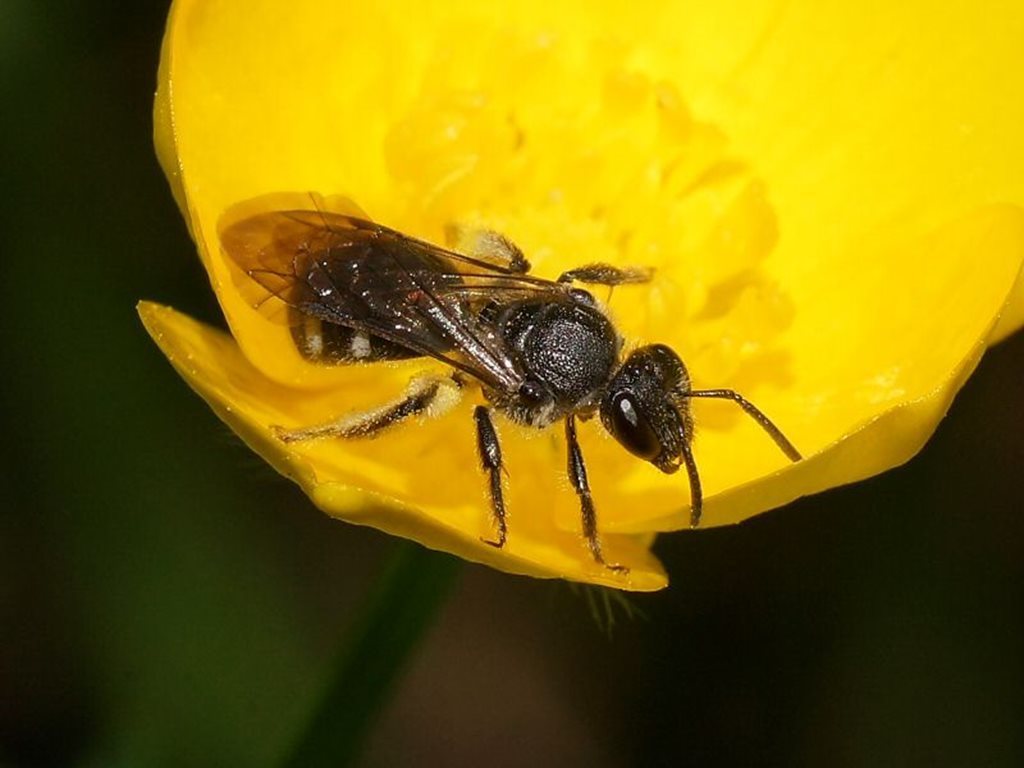 Lasioglossum gilesi