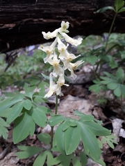 Corydalis cava marschalliana