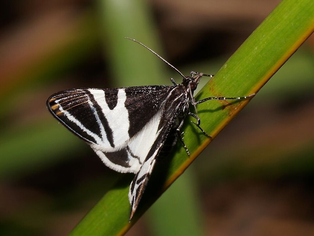 Phrataria bijugata