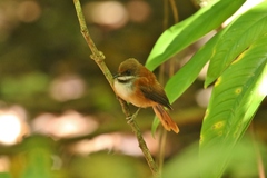 Palau Fantail photo 3