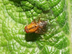 Helinomydaea flavofusca