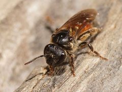 Lasioglossum turneri