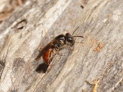 Lasioglossum turneri