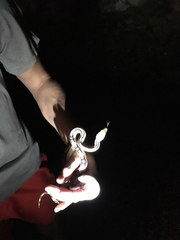 Bogertophis subocularis