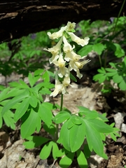 Corydalis cava marschalliana