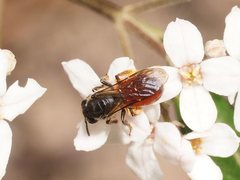 Lasioglossum lithusca
