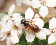 Lasioglossum lithusca