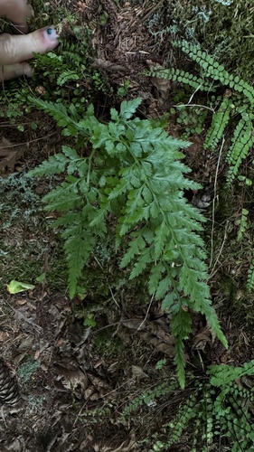 slezinník (Asplenium)