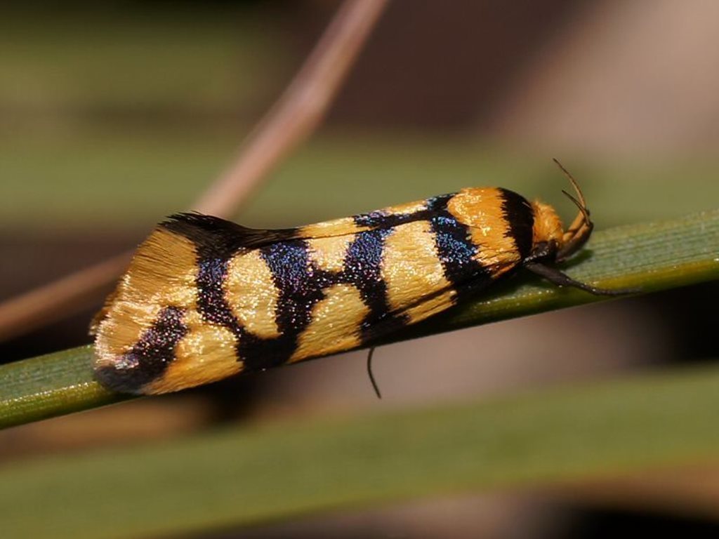 Tanyzancla argutella