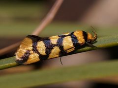 Tanyzancla argutella