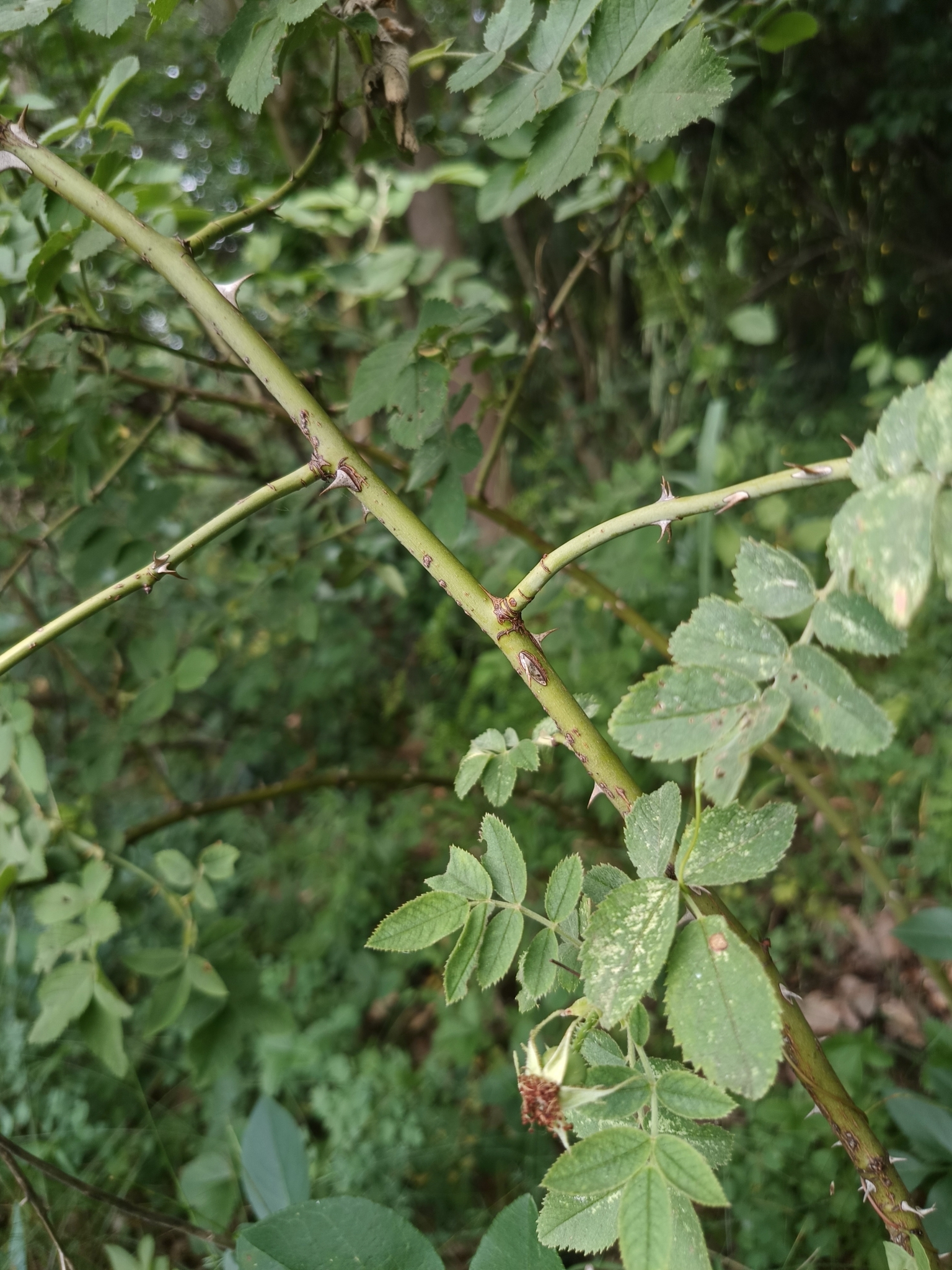 Imagem de Rosa silvestre