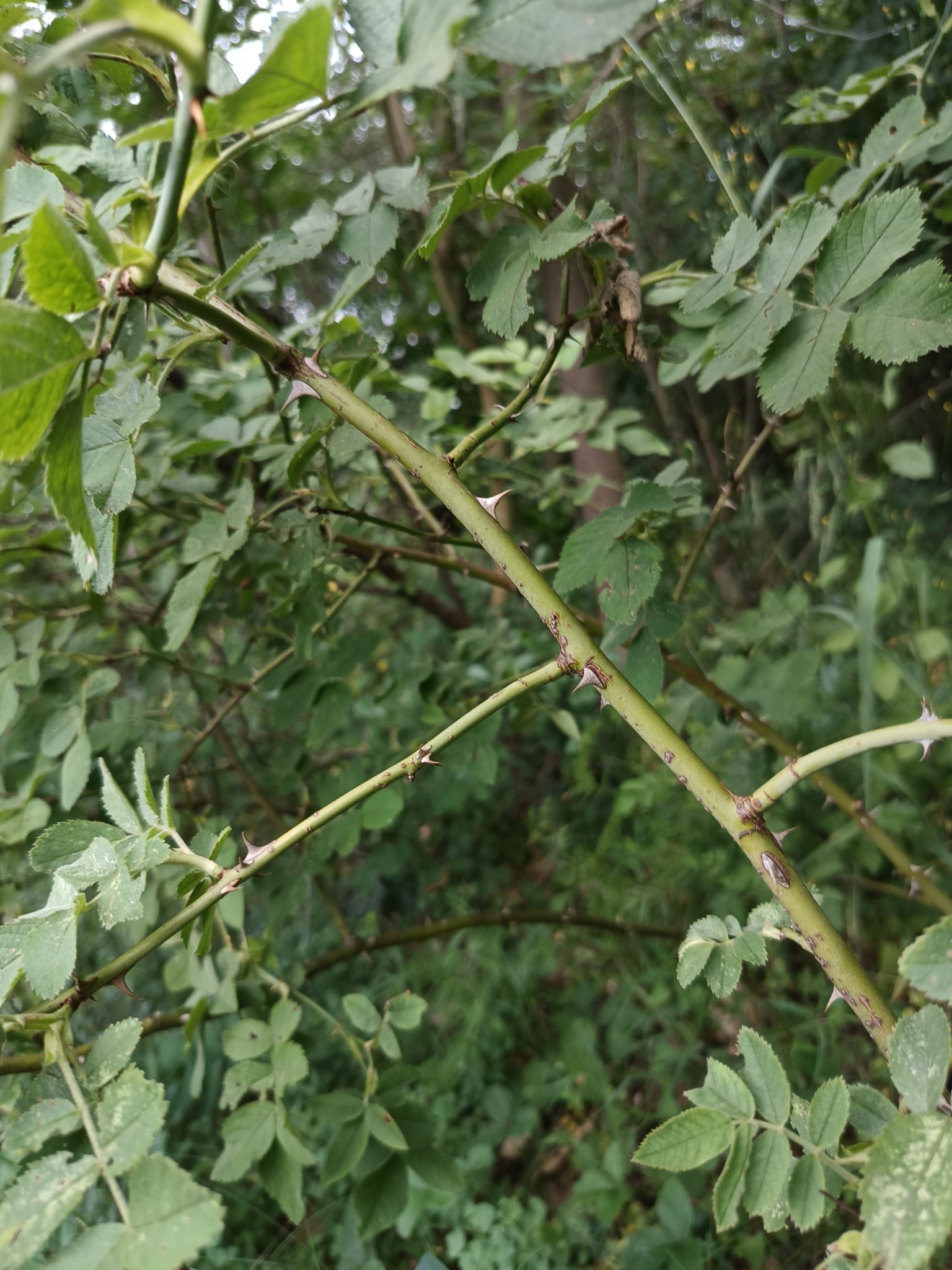 Imagem de Rosa silvestre
