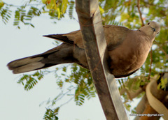 Streptopelia decaocto