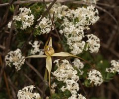 Caladenia fragrantissima