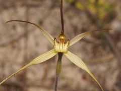 Caladenia fragrantissima