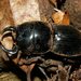 Lissapterus howittanus - Photo (c) Reiner Richter, some rights reserved (CC BY-NC-SA), uploaded by Reiner Richter