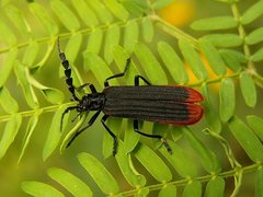 Pseudolycus haemorrhoidalis