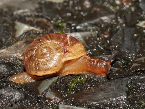 Terrycarlessia turbinata J.Stanisic, 2010