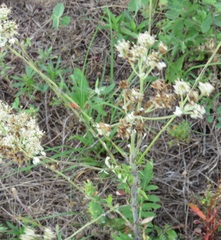 Hymenopappus artemisiifolius