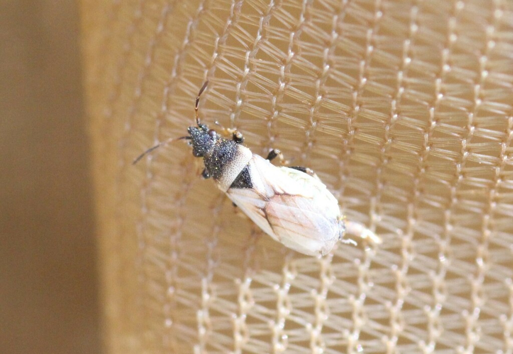 Metopoplax fuscinervis