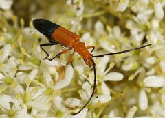 Stenoderus ostricilla